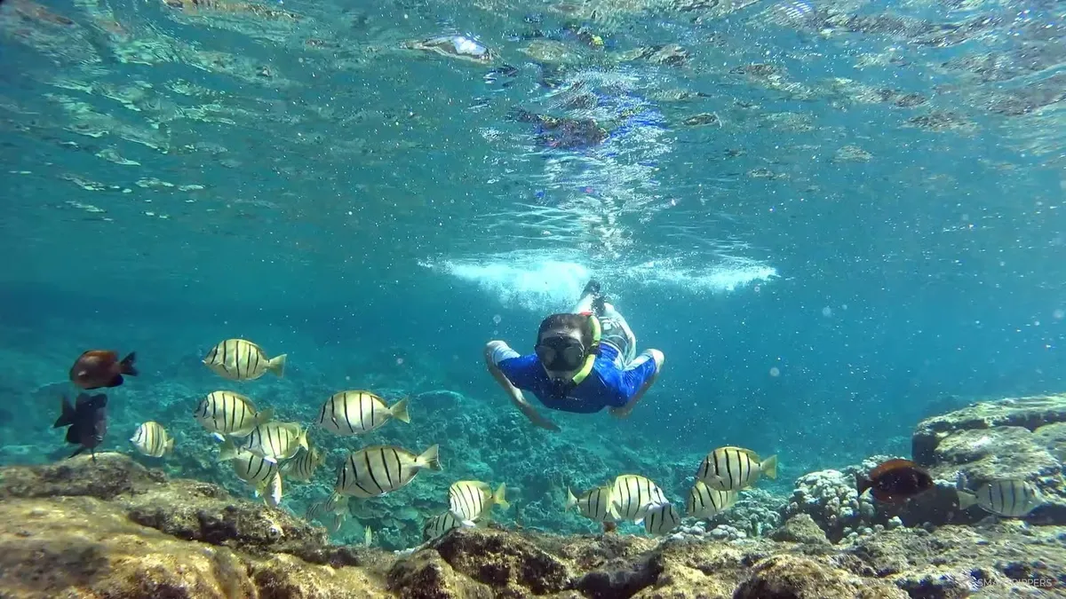 Snorkeler gliding over a vibrant tropical reef with a school of sergeant major fish at Escambrón Marine Park, San Juan Puerto Rico