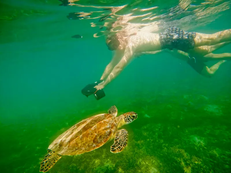 Snorkeler swimming alongside a sea turtle in the clear Caribbean waters of Condado beach, San Juan Puerto Rico snorkeling tour