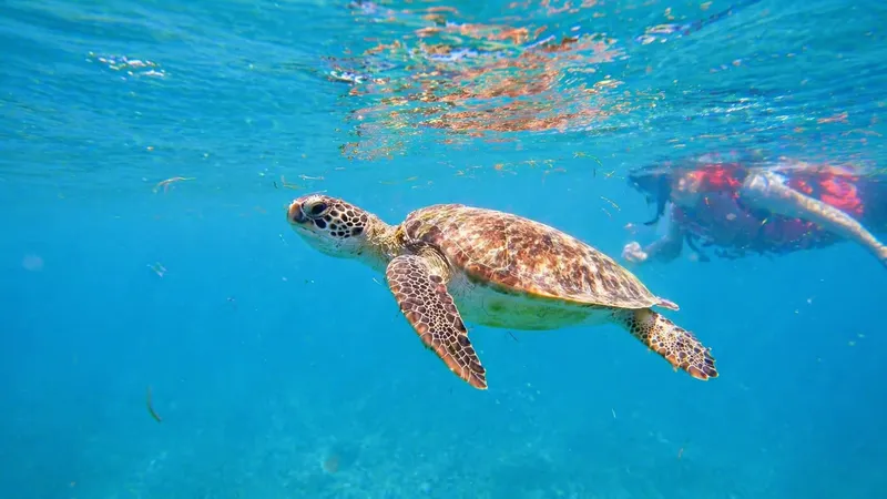 Small VIP snorkeling group watching a green sea turtle glide past coral reef in the clear bay at Escambron Marine Park, San Juan Puerto Rico